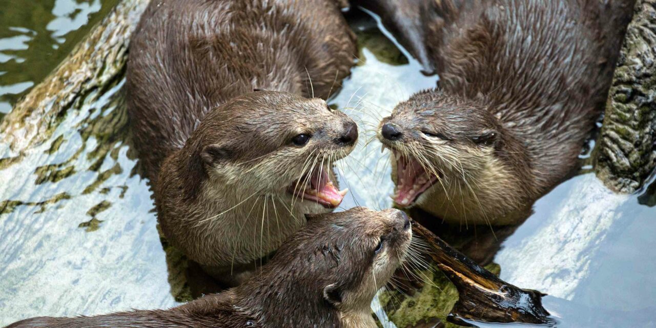 WORLD OTTER DAY ALL’ACQUARIO DI CATTOLICA