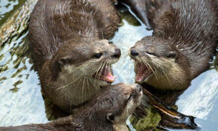 WORLD OTTER DAY ALL’ACQUARIO DI CATTOLICA