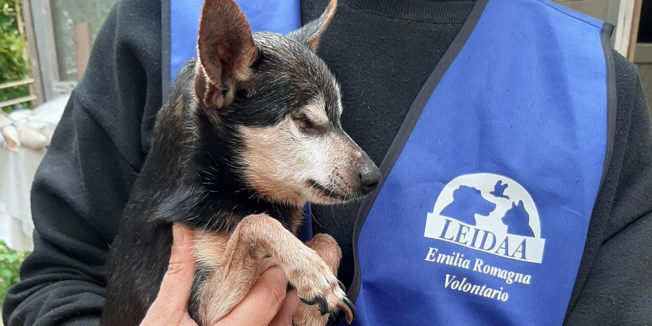 ALLUVIONE: IN PRIMA LINEA PER SALVARE GLI ANIMALI.