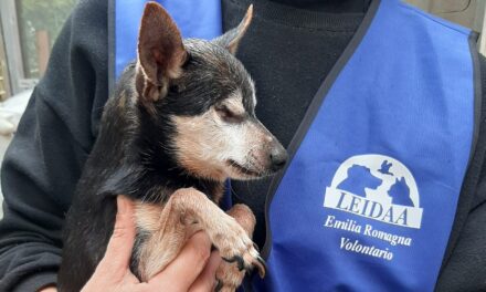 ALLUVIONE: IN PRIMA LINEA PER SALVARE GLI ANIMALI.