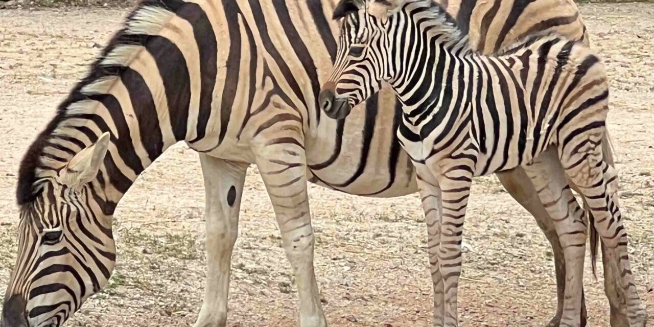 FESTA DELLA MAMMA A STRISCE PER LO ZOO DI FALCONARA