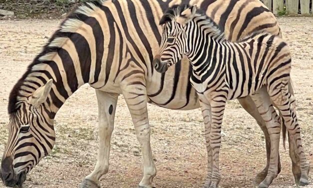 FESTA DELLA MAMMA A STRISCE PER LO ZOO DI FALCONARA