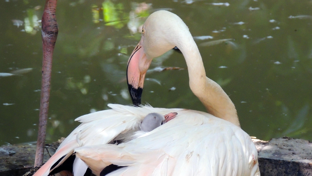 FESTA AL PARCO ZOO FALCONARA: NATI QUATTRO PULCINI DI FENICOTTERO ROSA