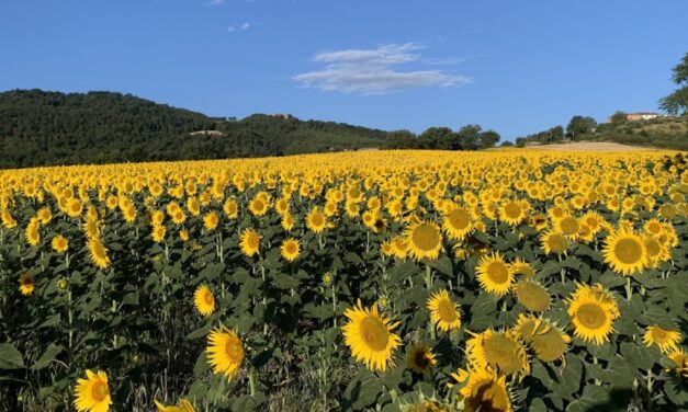 VISITA AI CAMPI PROVA DI GIRASOLE BIOLOGICO L’8 AGOSTO