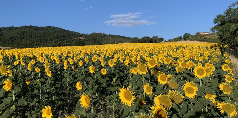 VISITA AI CAMPI PROVA DI GIRASOLE BIOLOGICO L’8 AGOSTO