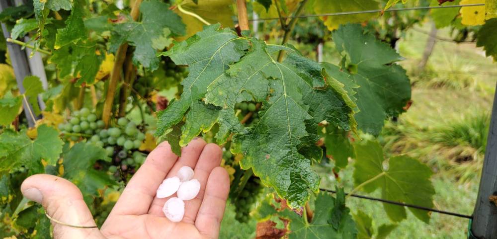 COLDIRETTI: ALLARME GRANDINE NELLE PROVINCE DI MACERATA, FERMO E ASCOLI. GLI AGRICOLTORI NON TROVANO PACE NEI CAMPI