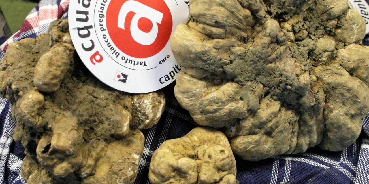 58° FIERA NAZIONALE DEL TARTUFO BIANCO