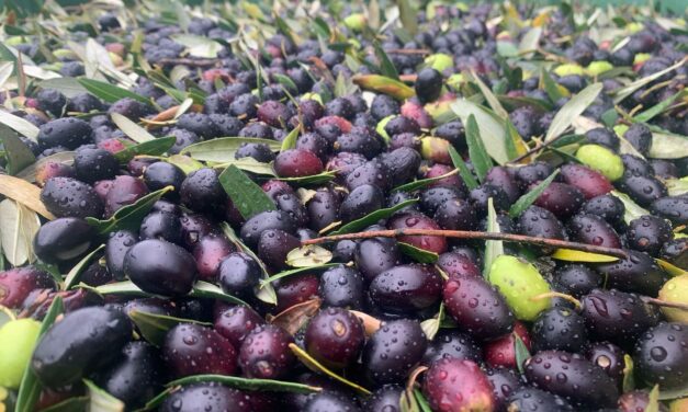 A MONTECICCARDO “CAMMINATA TRA GLI OLIVI”