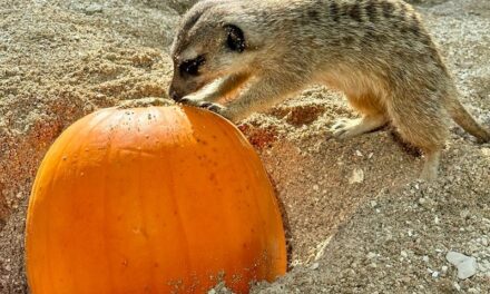 DOLCETTO O SCHERZETTO? AL PARCO ZOO FALCONARA HALLOWEEN SI FESTEGGIA IN COMPAGNIA DEGLI ANIMALI