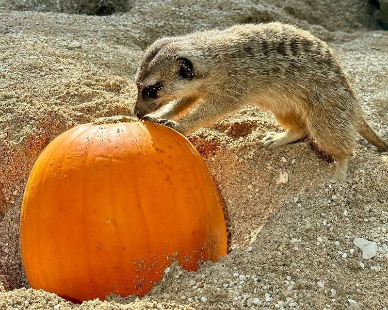 DOLCETTO O SCHERZETTO? AL PARCO ZOO FALCONARA HALLOWEEN SI FESTEGGIA IN COMPAGNIA DEGLI ANIMALI