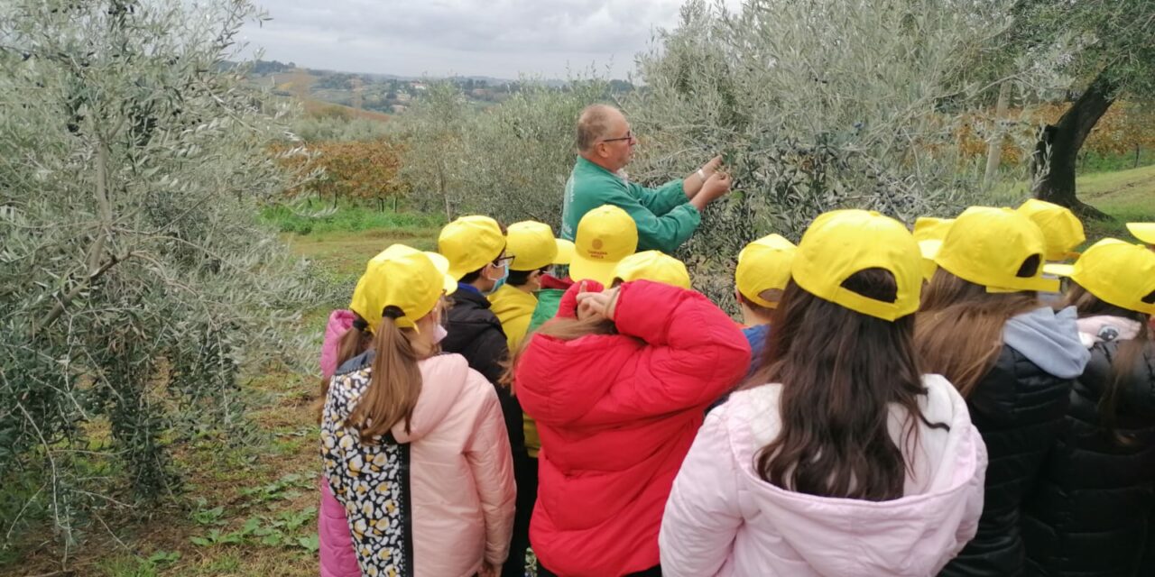 ALUNNI AL FRANTOIO PER CONOSCERE L’ORO VERDE, COLDIRETTI A SAN MARCELLO