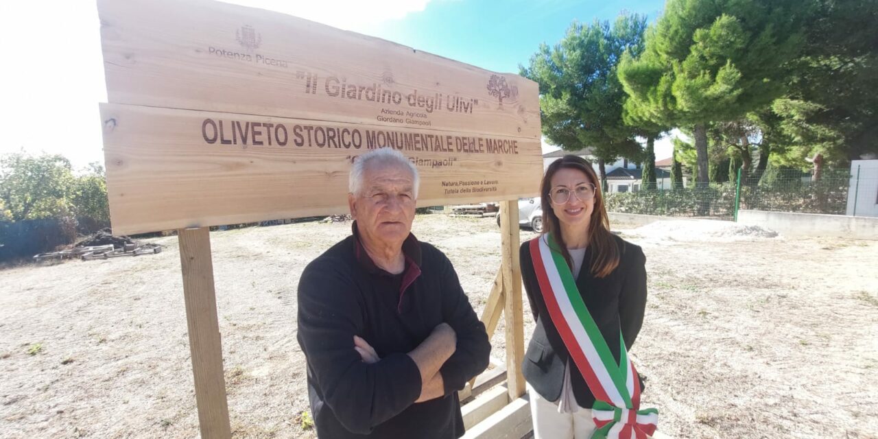 L’OLIVO PIU’ ANTICO DEL MACERATESE E’ A POTENZA PICENA: PARTE DELL’AZIENDA AGRICOLA GIAMPAOLI CLASSIFICATA OLIVETO MONUMENTALE