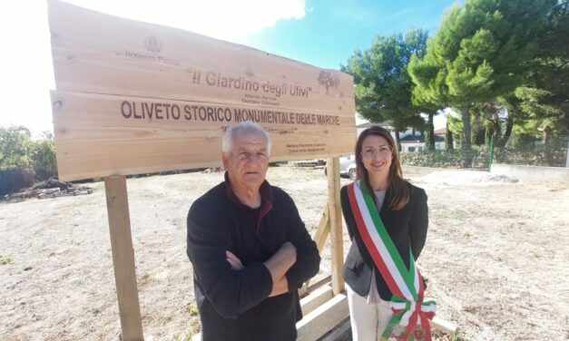 L’OLIVO PIU’ ANTICO DEL MACERATESE E’ A POTENZA PICENA: PARTE DELL’AZIENDA AGRICOLA GIAMPAOLI CLASSIFICATA OLIVETO MONUMENTALE