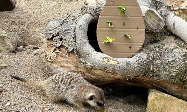 PASQUA AL PARCO ZOO DI FALCONARA