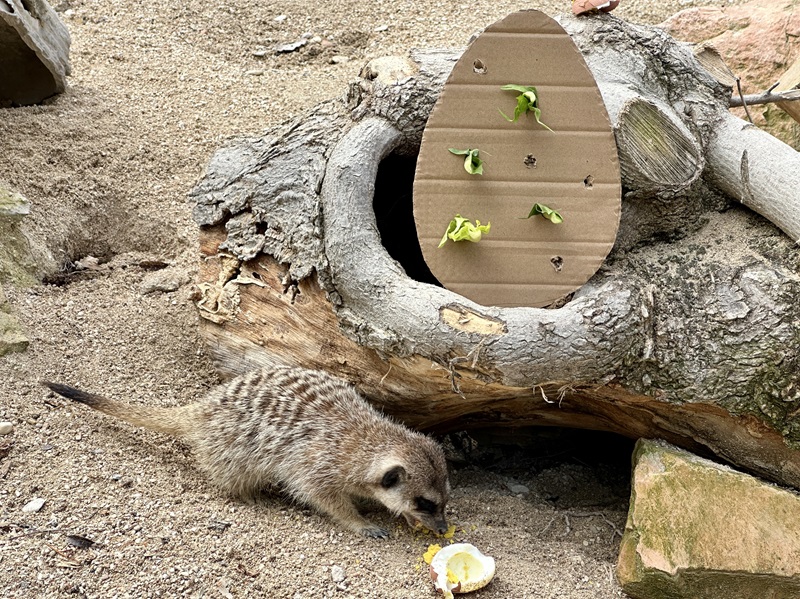 PASQUA AL PARCO ZOO DI FALCONARA