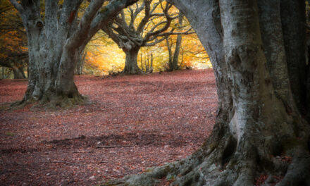 ESCURSIONE FOLIAGE AL MONTE SAN VICINO