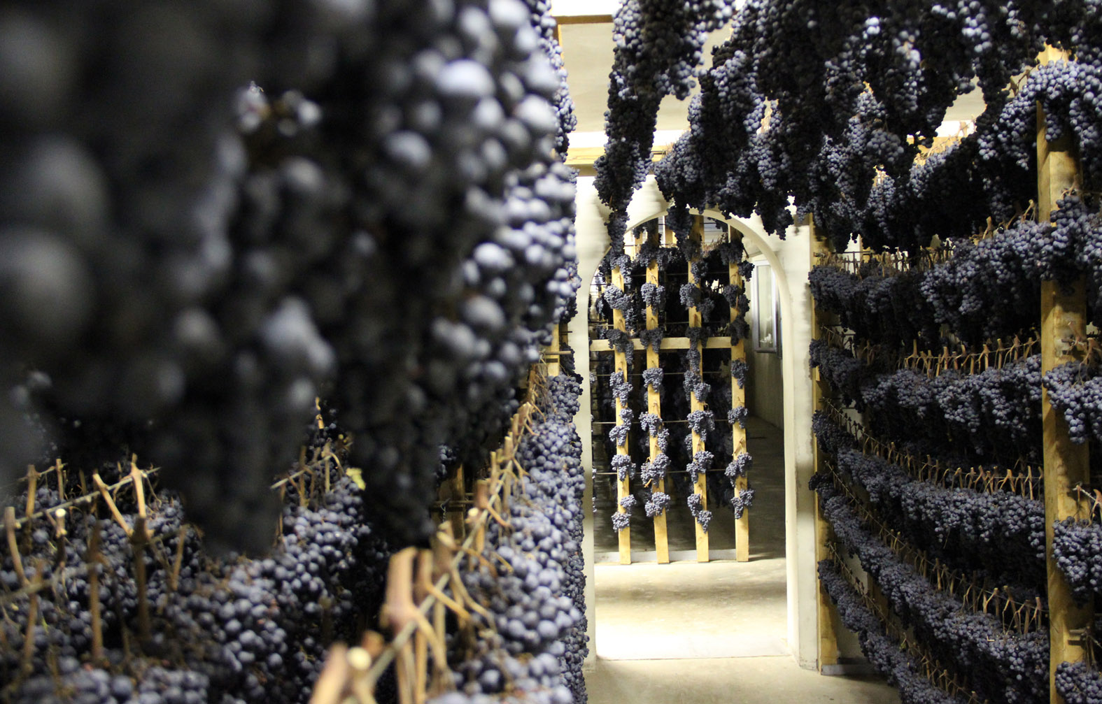 “Appassimenti Aperti” a Serrapetrona: Un Viaggio tra Vino e Tradizione