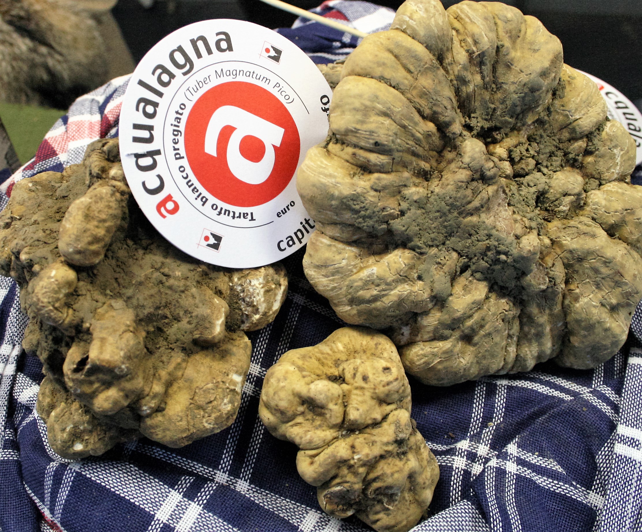 59ª Fiera Nazionale del Tartufo Bianco di Acqualagna