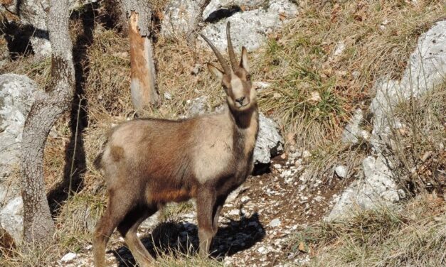 ALLA SCOPERTA DEL CAMOSCIO DEL MONTI SIBILLINI