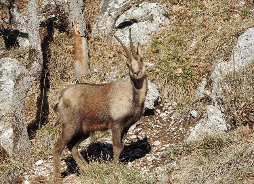 ALLA SCOPERTA DEL CAMOSCIO DEL MONTI SIBILLINI