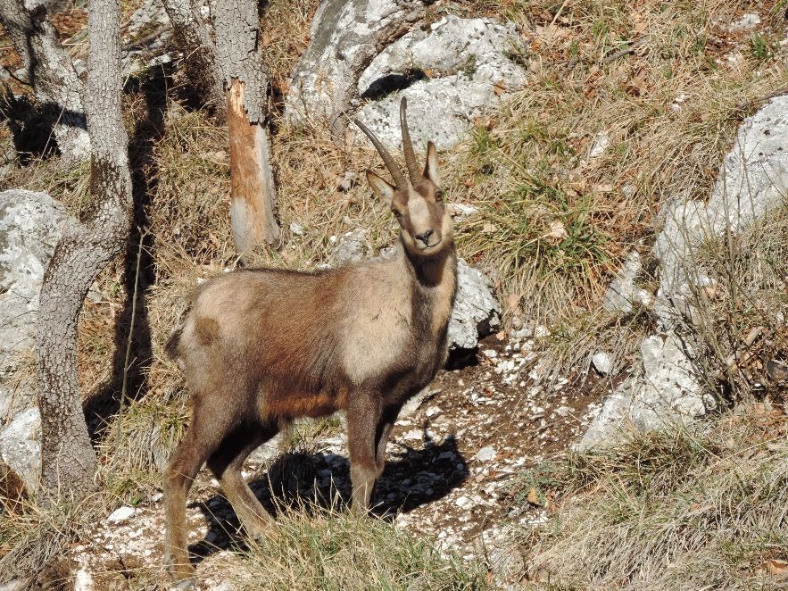 Camoscio appenninico lla scoperta del camoscio nei Monti Sibillini: eventi e novità al Museo del Camoscio di Fiastra