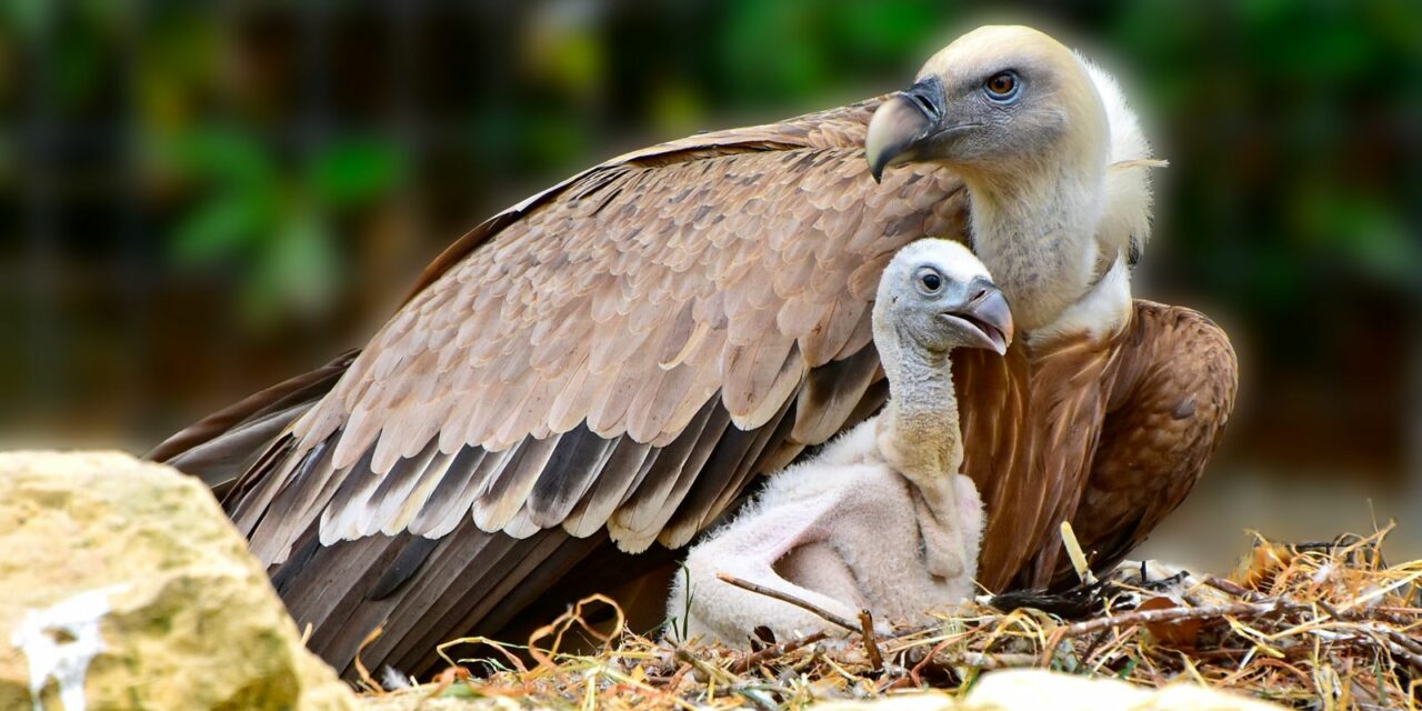TANTI EVENTI AL PARCO ZOO DI FALCONARA