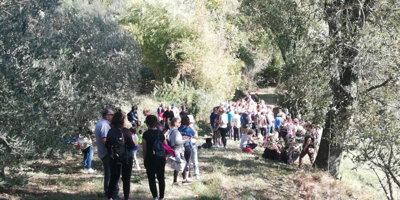 MONTECICCARDO: 9^ CAMMINATA TRA GLI OLIVI PER LA PACE