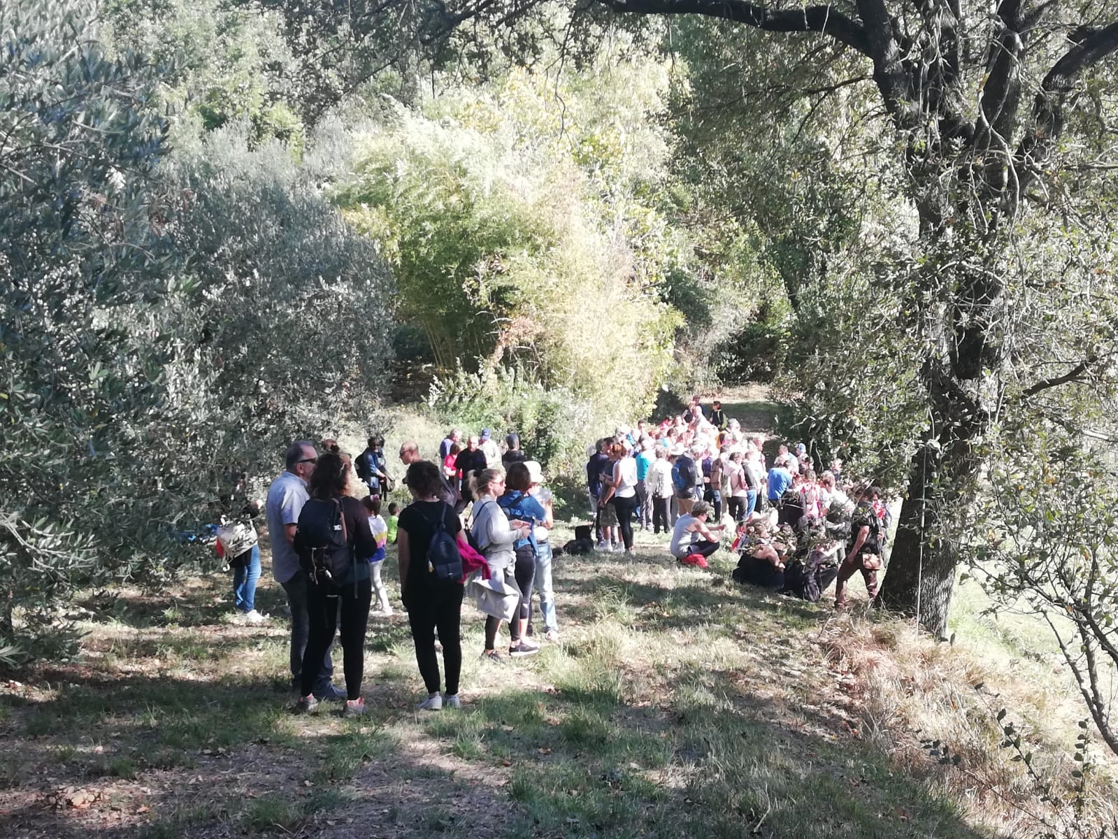 monteciccardo: 9^ camminata tra gli olivi per la pace