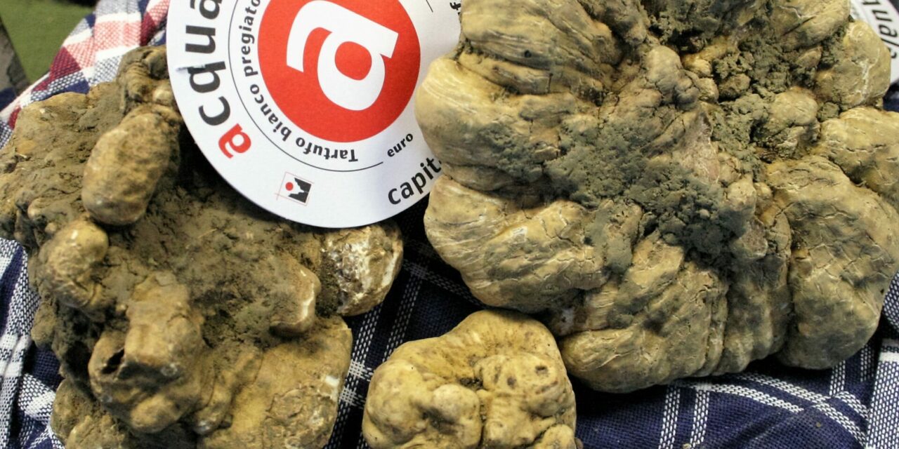 60^ FIERA INTERNAZIONALE DEL TARTUFO BIANCO DI ACQUALAGNA