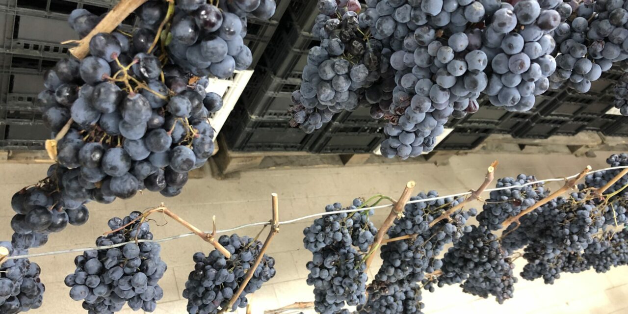 TORNA “APPASSIMENTI APERTI” A SERRAPETRONA