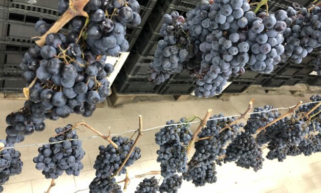 TORNA “APPASSIMENTI APERTI” A SERRAPETRONA