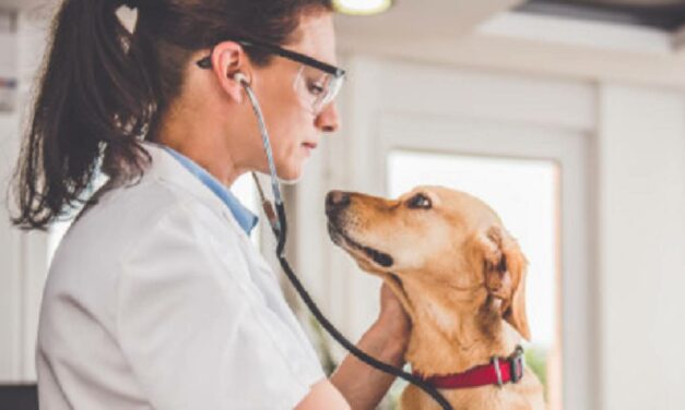 ANCONA: CORSO DI PRONTO SOCCORSO VETERINARIO PER CANI