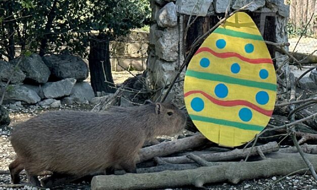 PASQUA ALL’AVVENTURA AL PARCO ZOO FALCONARA: UN APRILE DI EVENTI