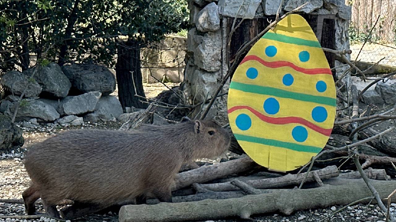 capibara_pasqua_parco_zoo_falconara capibara_pasqua_parco_zoo_falconara