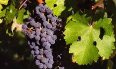 ANCONA OSPITA «IL SABATO DEL VIGNAIOLO»: LA MOLE VANVITELLIANA SI APRE AL VINO DI QUALITÀ