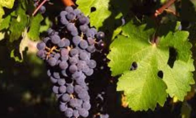 ANCONA OSPITA «IL SABATO DEL VIGNAIOLO»: LA MOLE VANVITELLIANA SI APRE AL VINO DI QUALITÀ