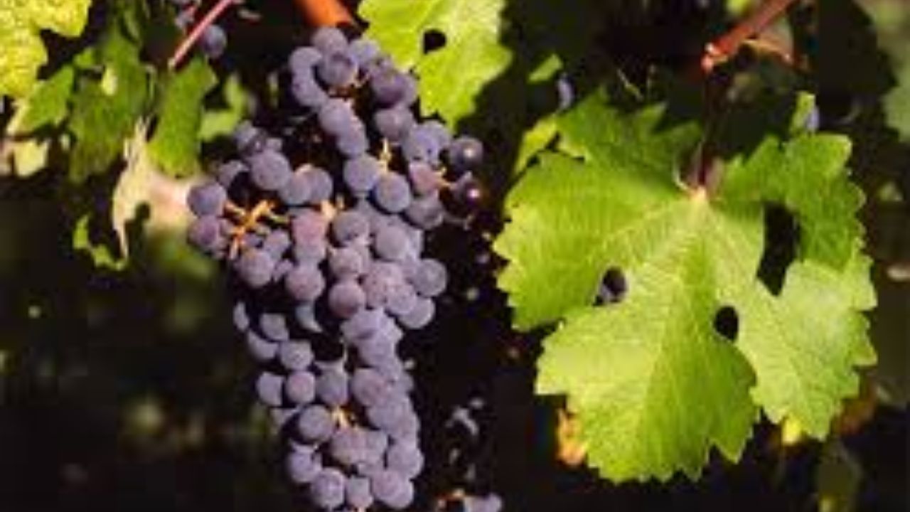 ANCONA OSPITA «IL SABATO DEL VIGNAIOLO»: LA MOLE VANVITELLIANA SI APRE AL VINO DI QUALITÀ