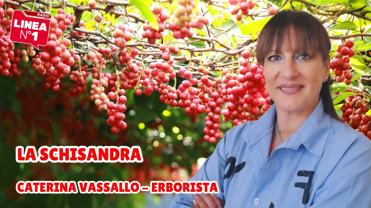 Tutte le proprietà della SCHISANDRA con l’erborista CATERINA VASSALLO Tutte le proprietà della SCHISANDRA con l'erborista CATERINA VASSALLO