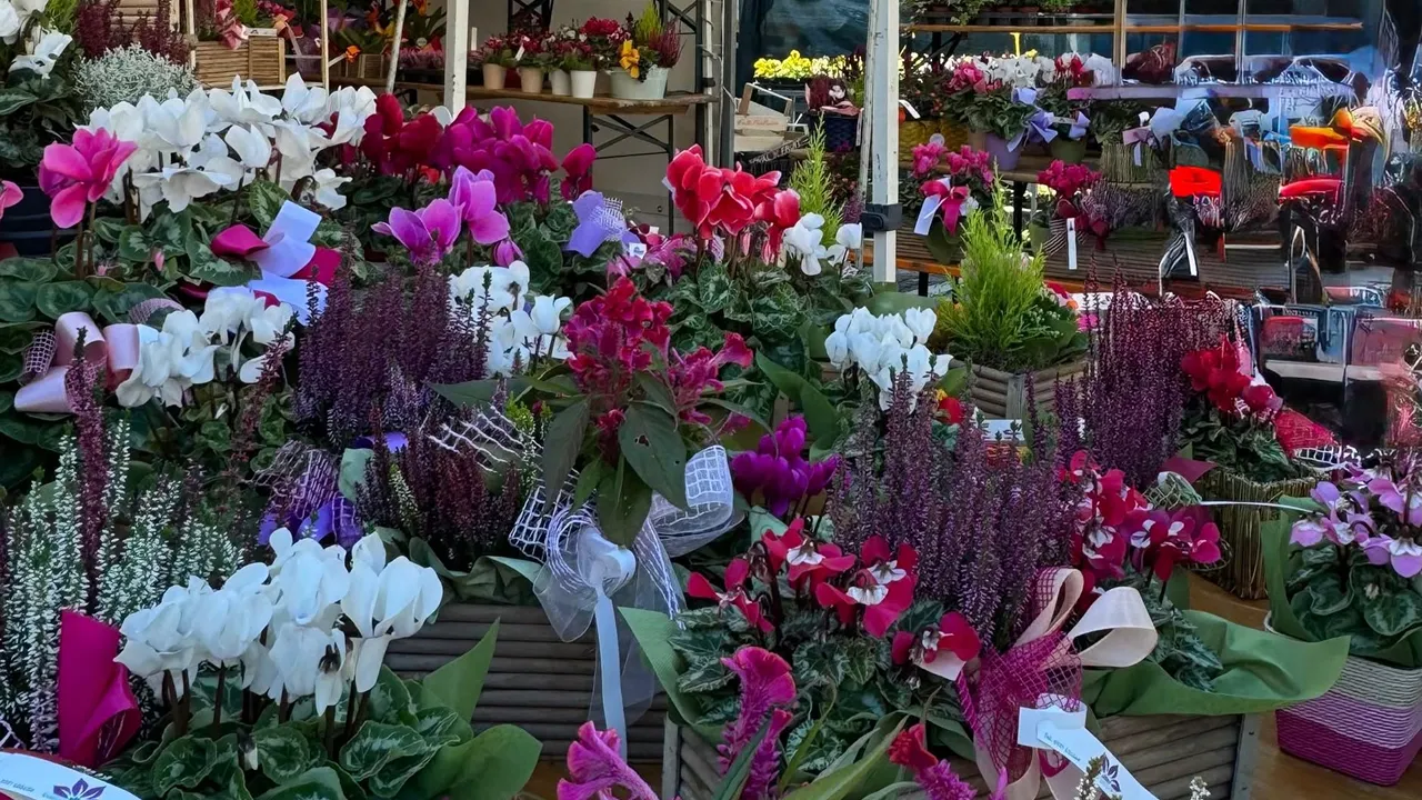 mostra Fiori 3 La 'MOSTRA MERCATO DEI FIORI' torna a PESARO in PIAZZA DEL POPOLO